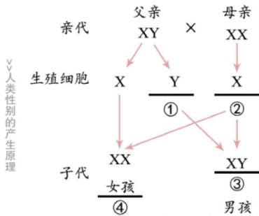 生男生女|生男还是生女，你以为是随机？其实早已写在了父亲的。